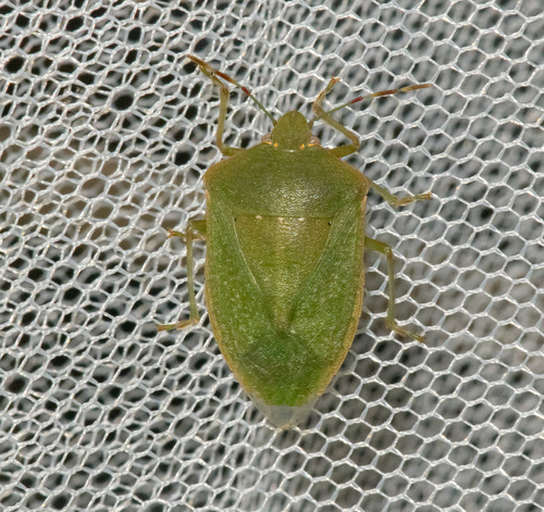 Southern Green Stink Bug
