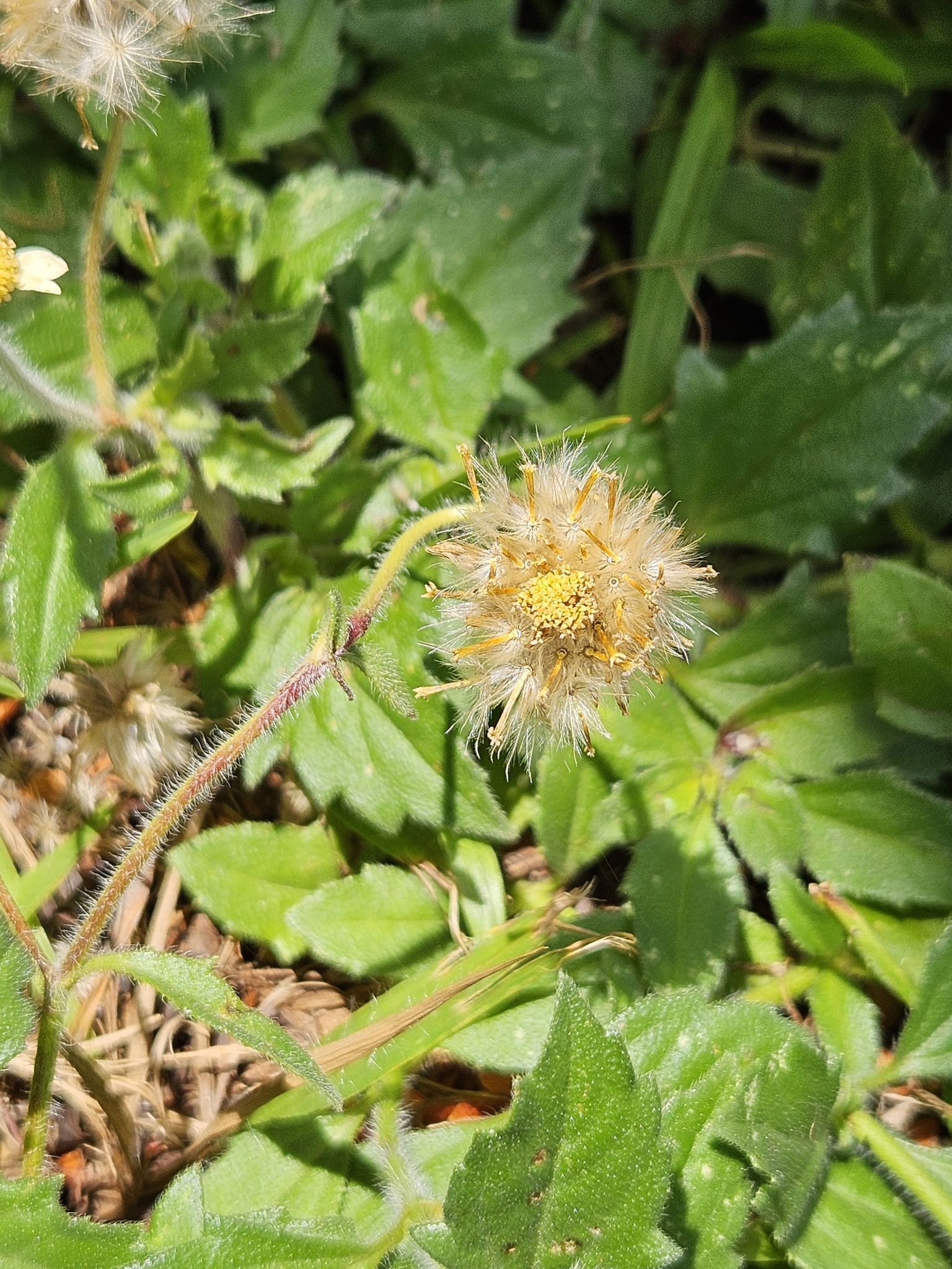 Tridax procumbens