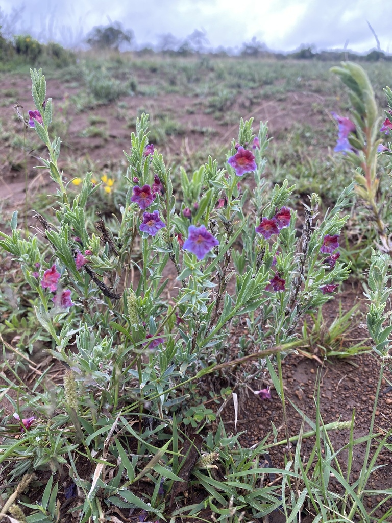 Echiochilon lithospermoides