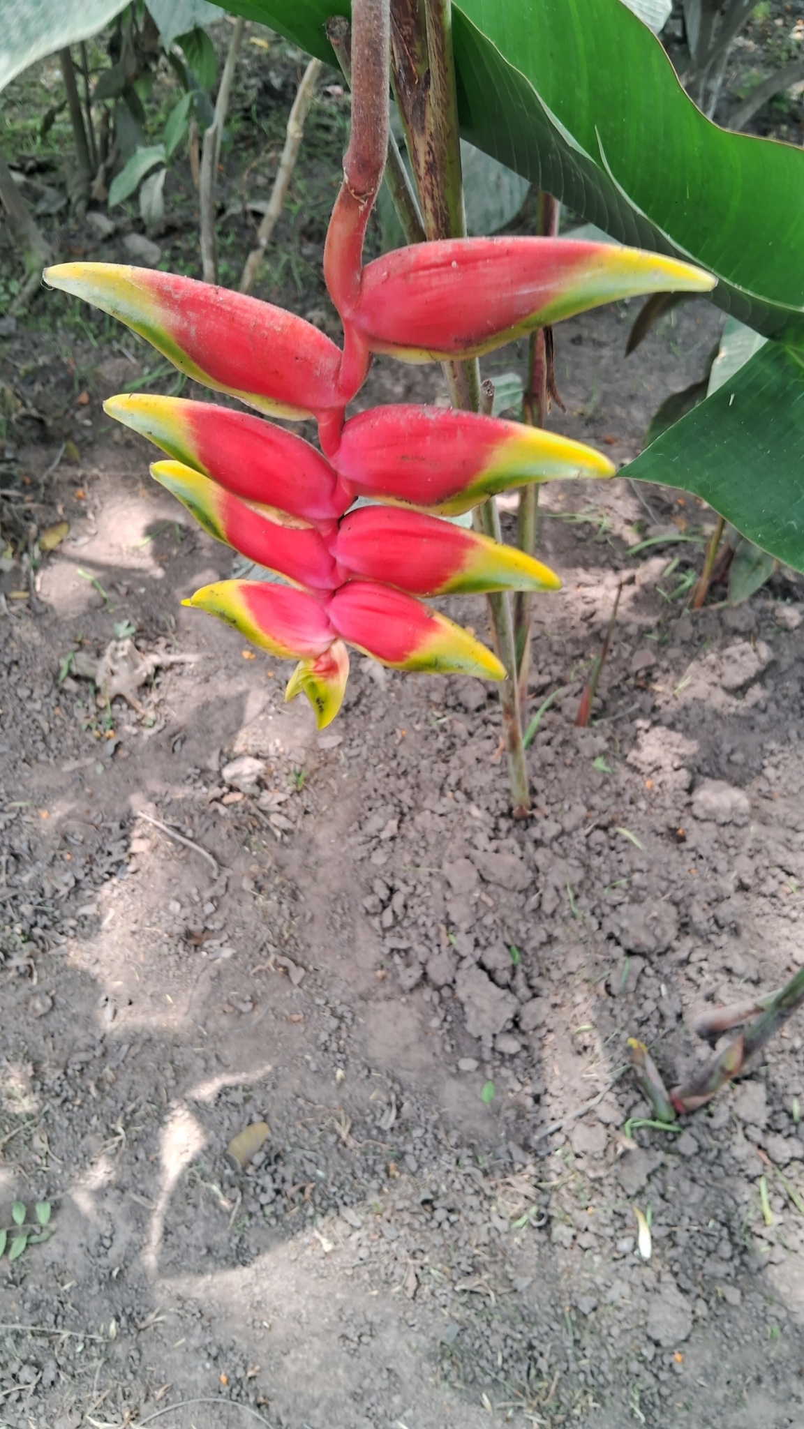 Imagem de Bananeira-de-jardim
