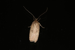 Agonopterix heracliana