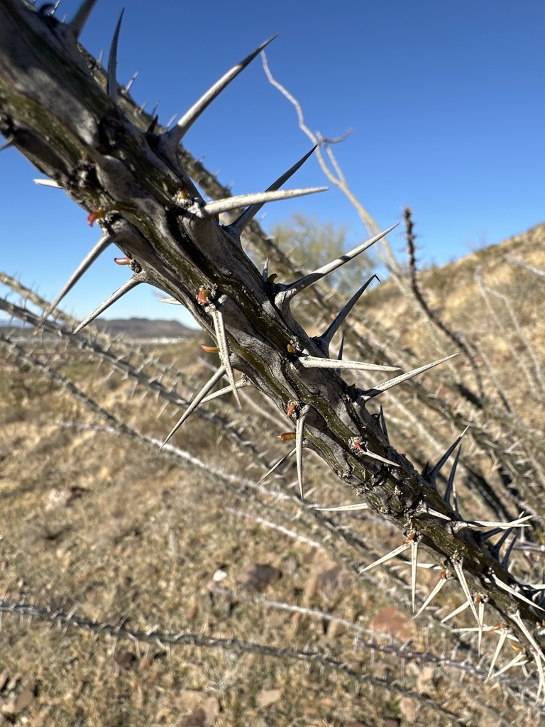 ocotillo from Sonoran Preserve, Phoenix, AZ, US on January 12, 2024 at