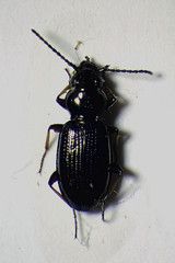 Bembidion lampros