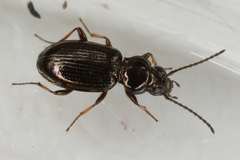 Bembidion lampros