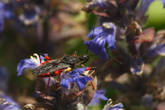 Rhynocoris annulatus