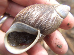 Megalobulimus lacunosus