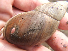 Megalobulimus lacunosus