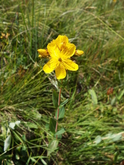 Hypericum richeri