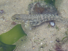 Twin-Spotted Frillfin photo 4