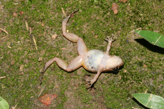 Lowland Tropical Bullfrog photo 5
