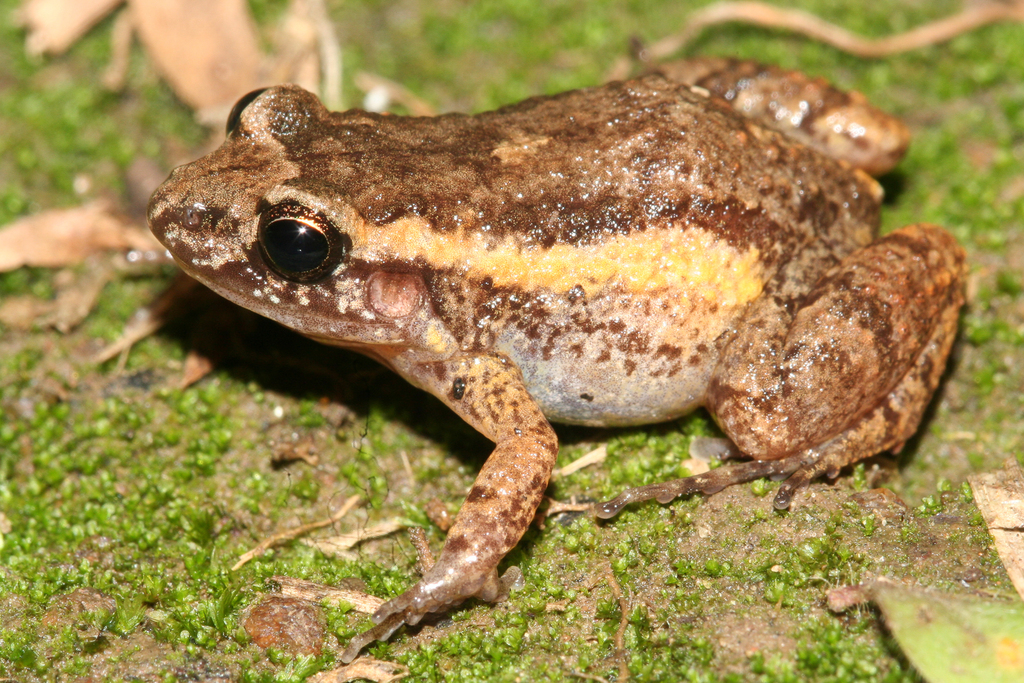 Lowland Tropical Bullfrog