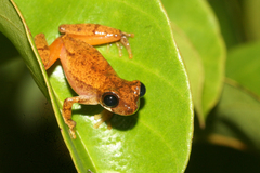 Sinnamary Tree Frog photo 3