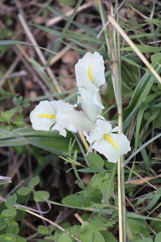 Image of Iris palaestina by (c) yelena_antipova, some rights reserved (CC BY)