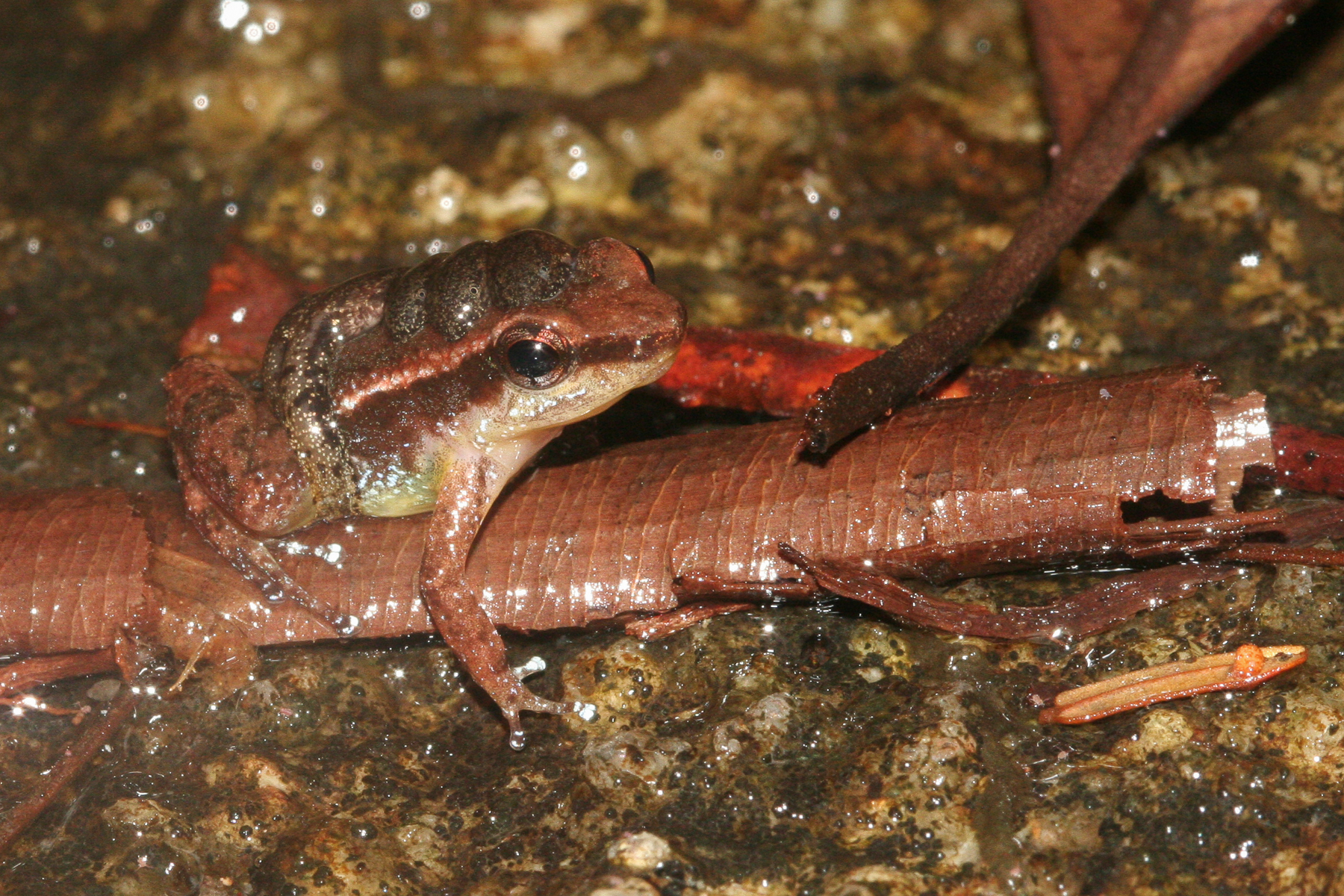 Anomaloglossus baeobatrachus (Boistel & Massary, 1999)
