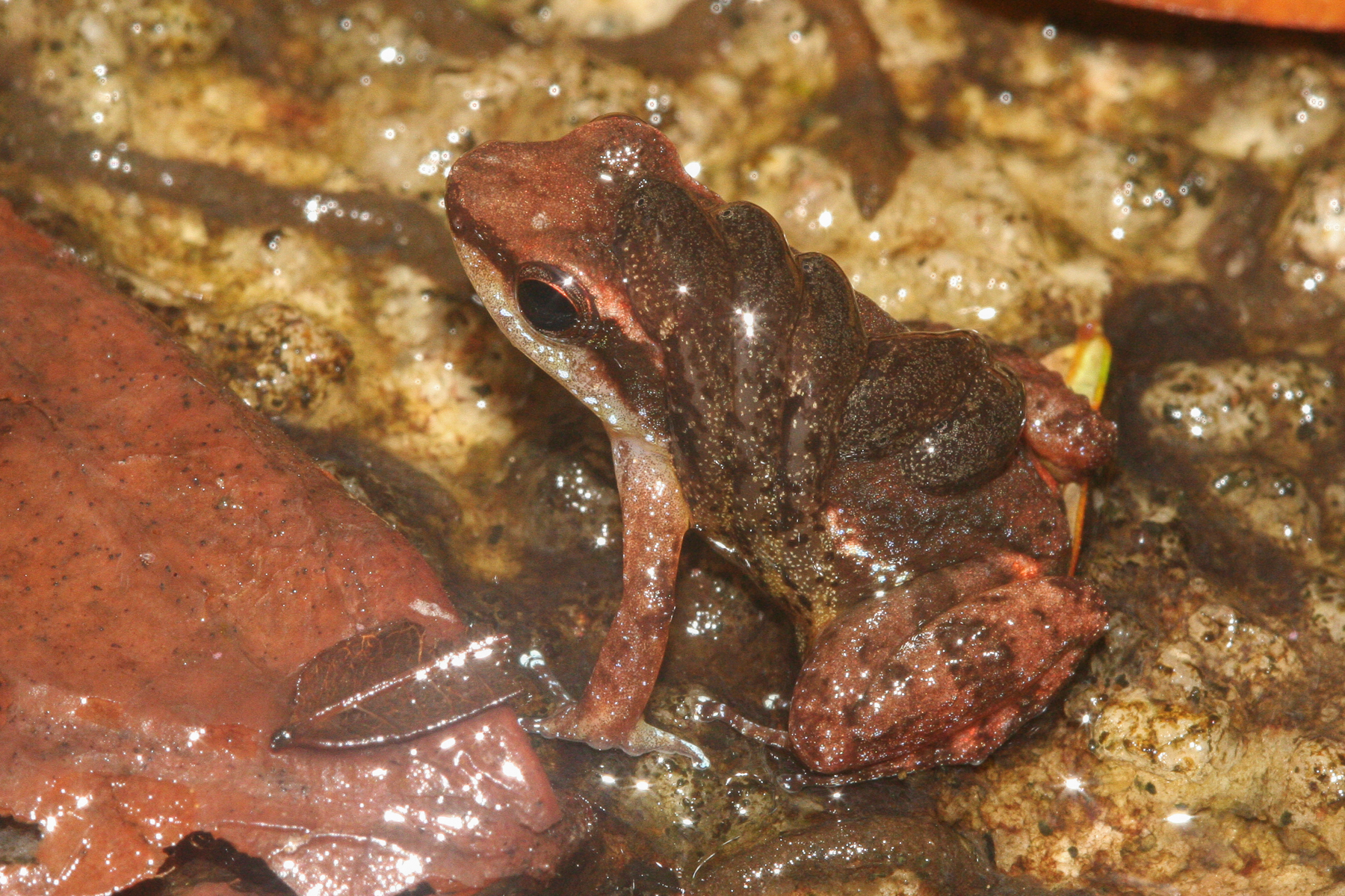 Anomaloglossus baeobatrachus (Boistel & Massary, 1999)
