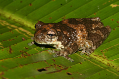 New River Treefrog photo 2