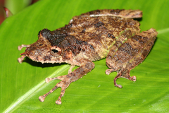 Gran Rio Snouted Treefrog photo 2