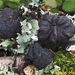 Xylaria crozonensis - Photo (c) Antton Meléndez, some rights reserved (CC BY-NC), uploaded by Antton Meléndez