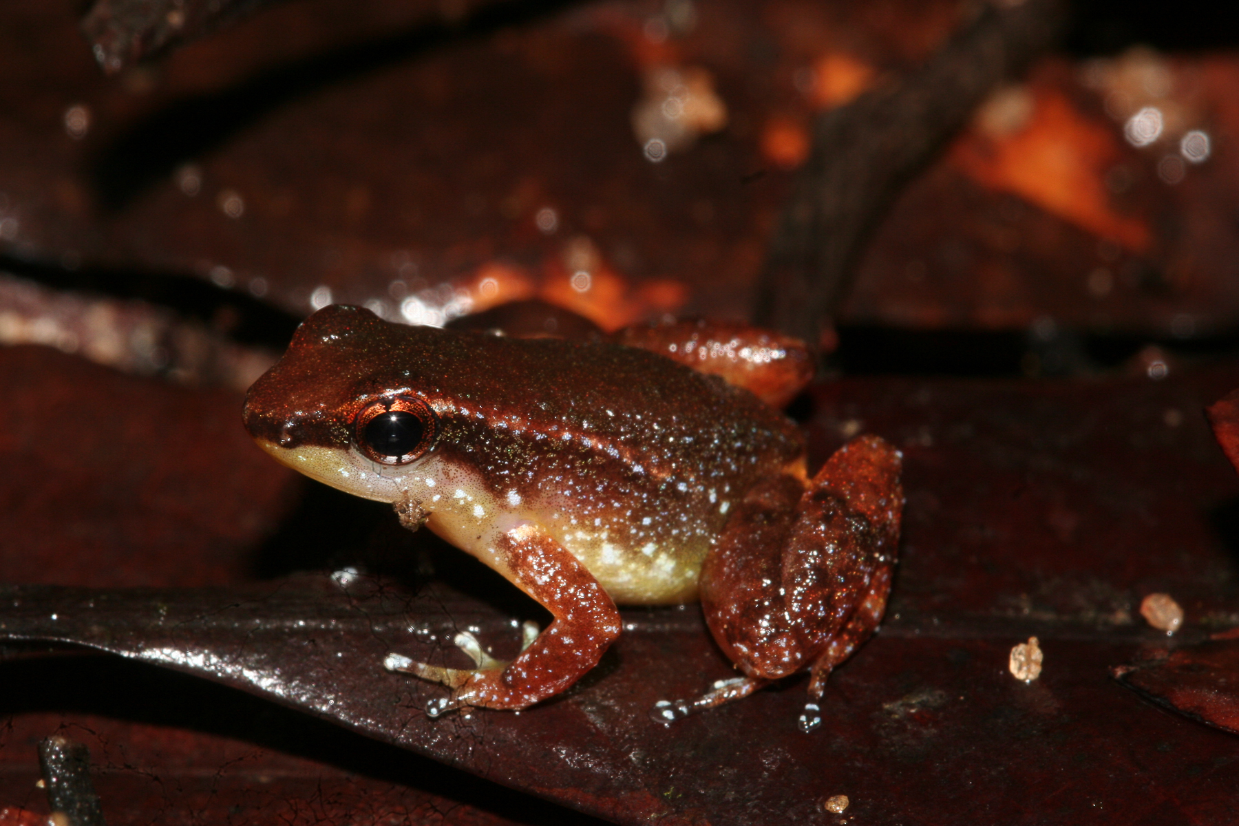 Anomaloglossus baeobatrachus (Boistel & Massary, 1999)