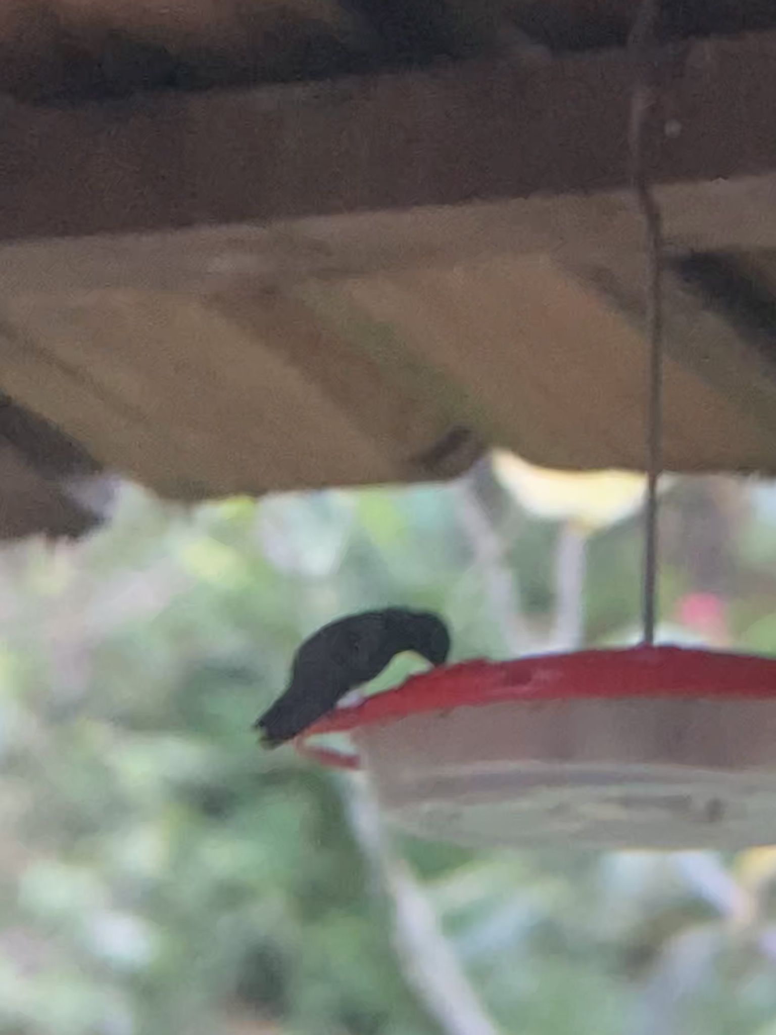 Blue-tailed Hummingbird (Saucerottia cyanura), photo 6