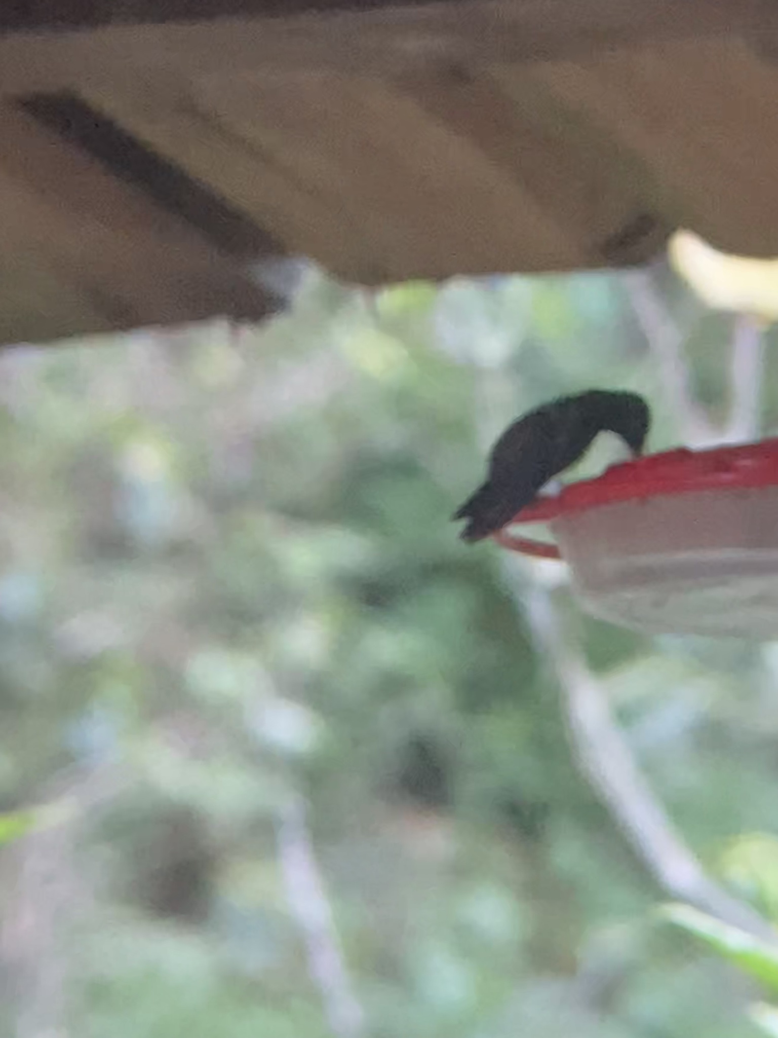 Blue-tailed Hummingbird (Saucerottia cyanura), photo 7