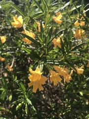 Diplacus longiflorus