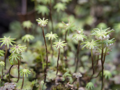 Marchantia polymorpha