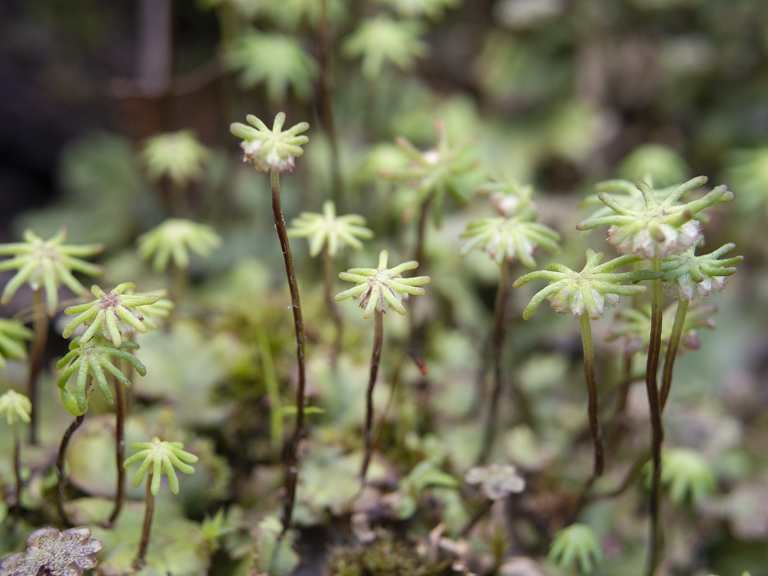 Marchantia