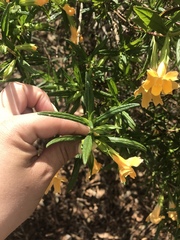 Diplacus longiflorus