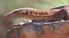 Northern Pilbara Rock Monitor photo 5