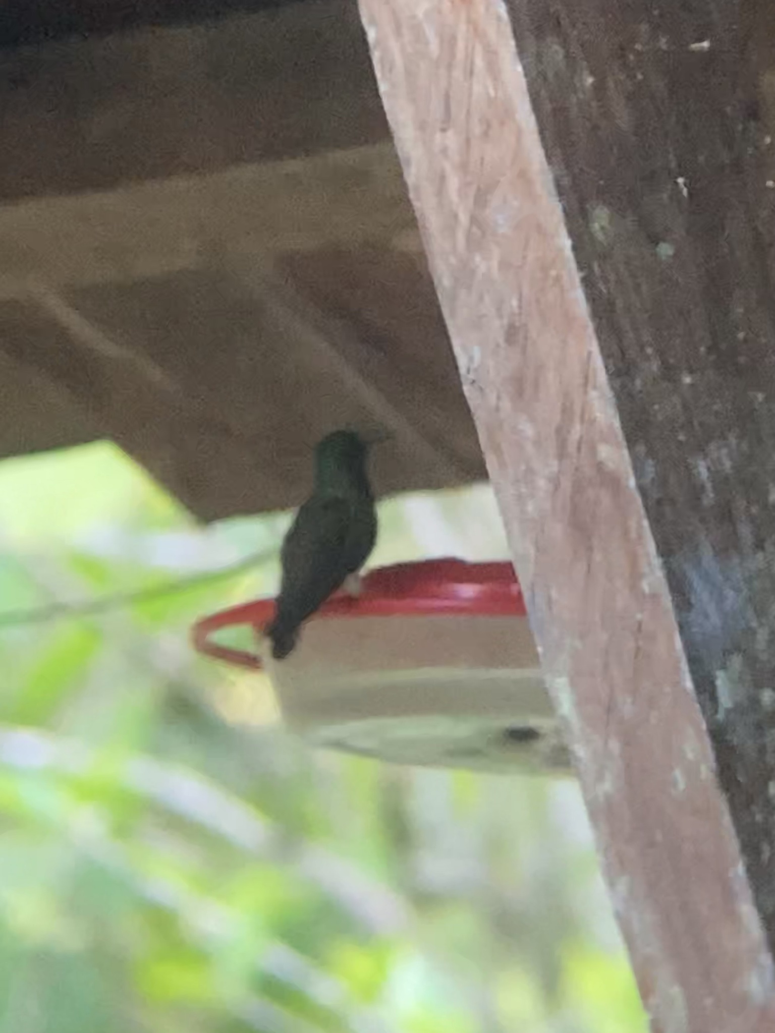 Blue-tailed Hummingbird (Saucerottia cyanura), photo 8