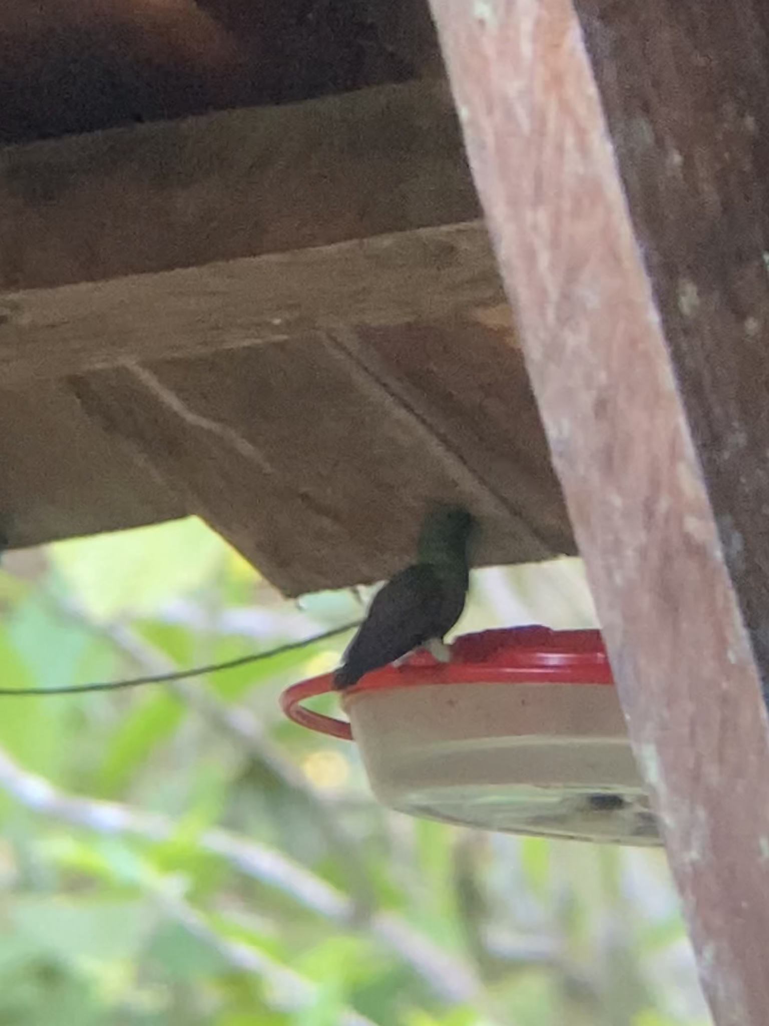 Blue-tailed Hummingbird (Saucerottia cyanura), photo 9