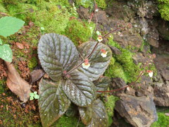Gloxinia erinoides