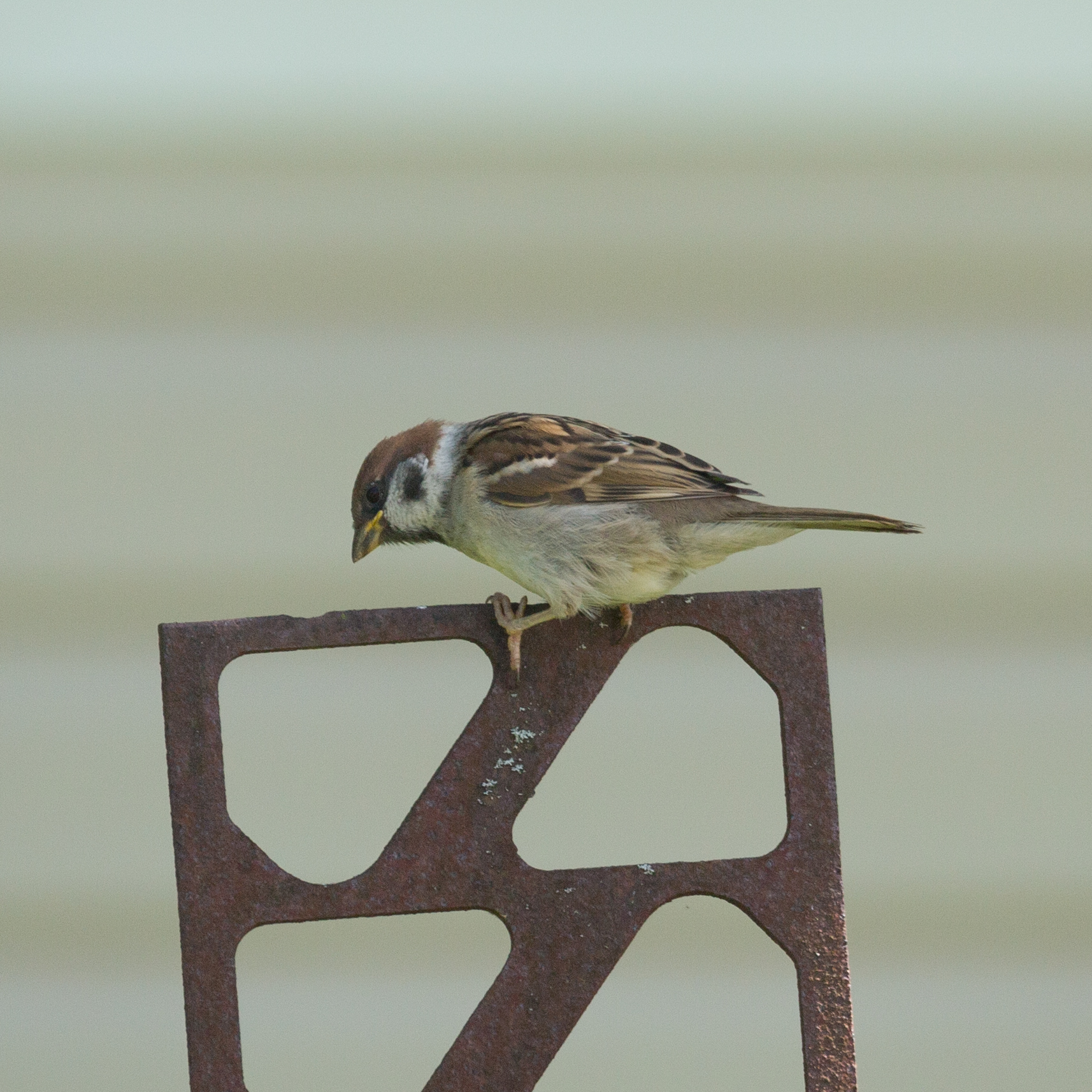 Eurasian Tree Sparrow