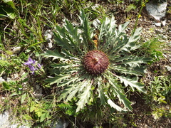 Carlina acanthifolia