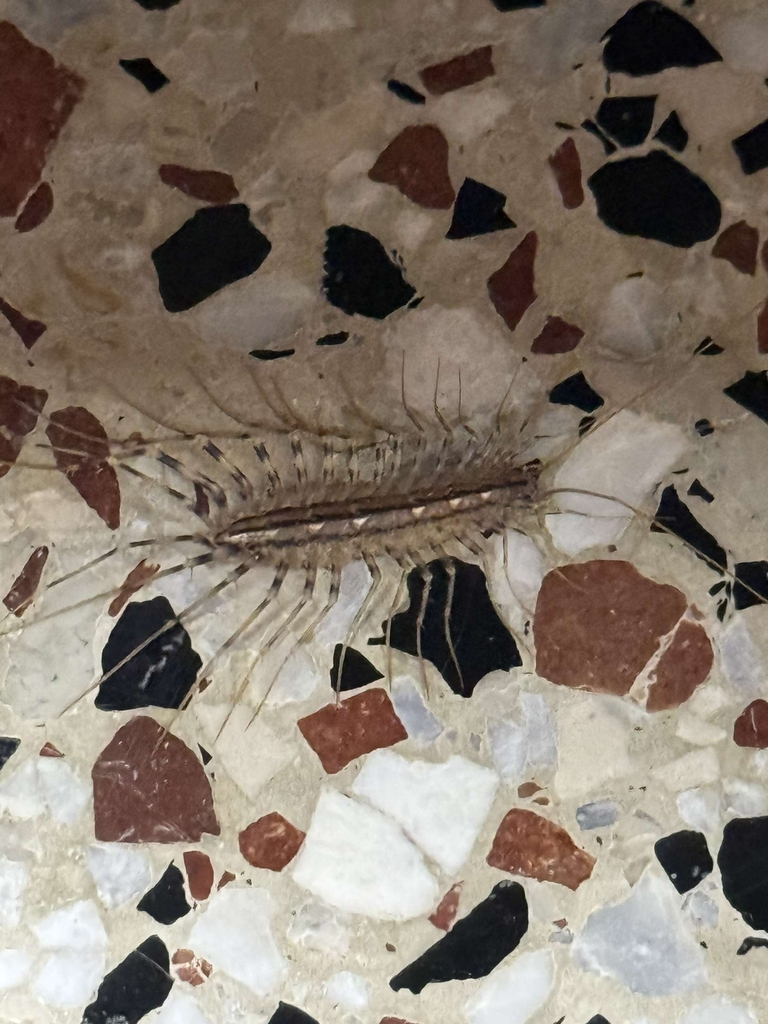 House Centipede from Mankato, MN, USA on January 12, 2024 at 11:27 AM ...