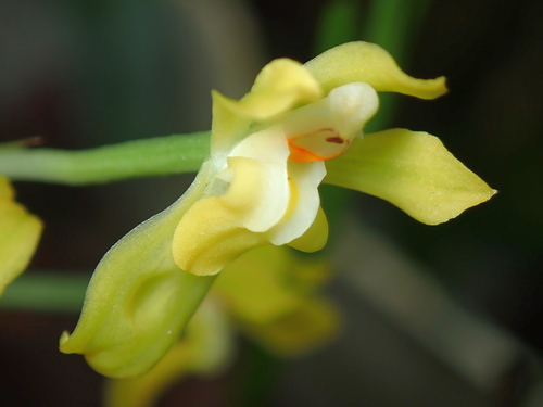 Image of Punch & Judy Orchid (Gomesa planifolia) by no rights reserved