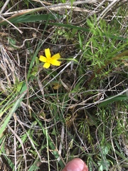 Tetraneuris linearifolia