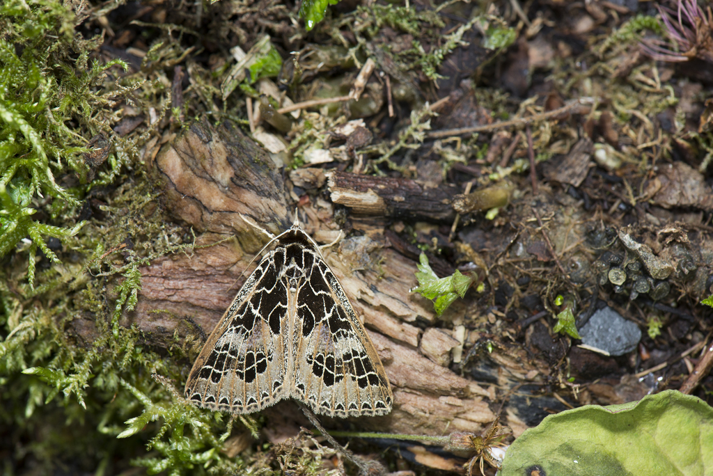 Anoba tessellata