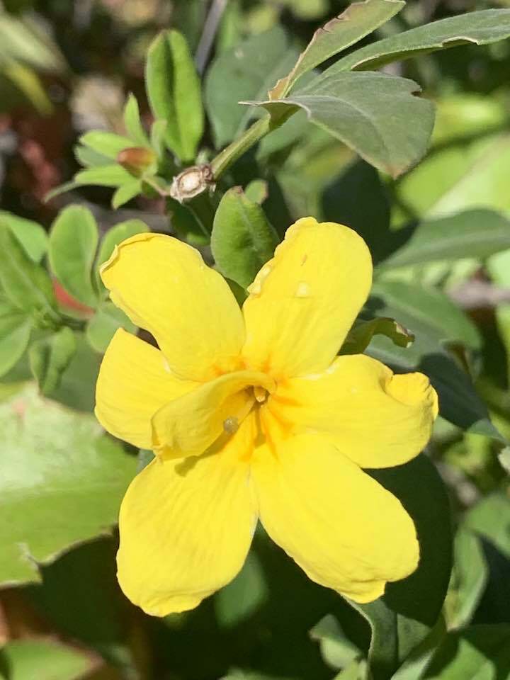 Imagem de Jasmim-amarelo