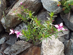 Chamaenerion fleischeri