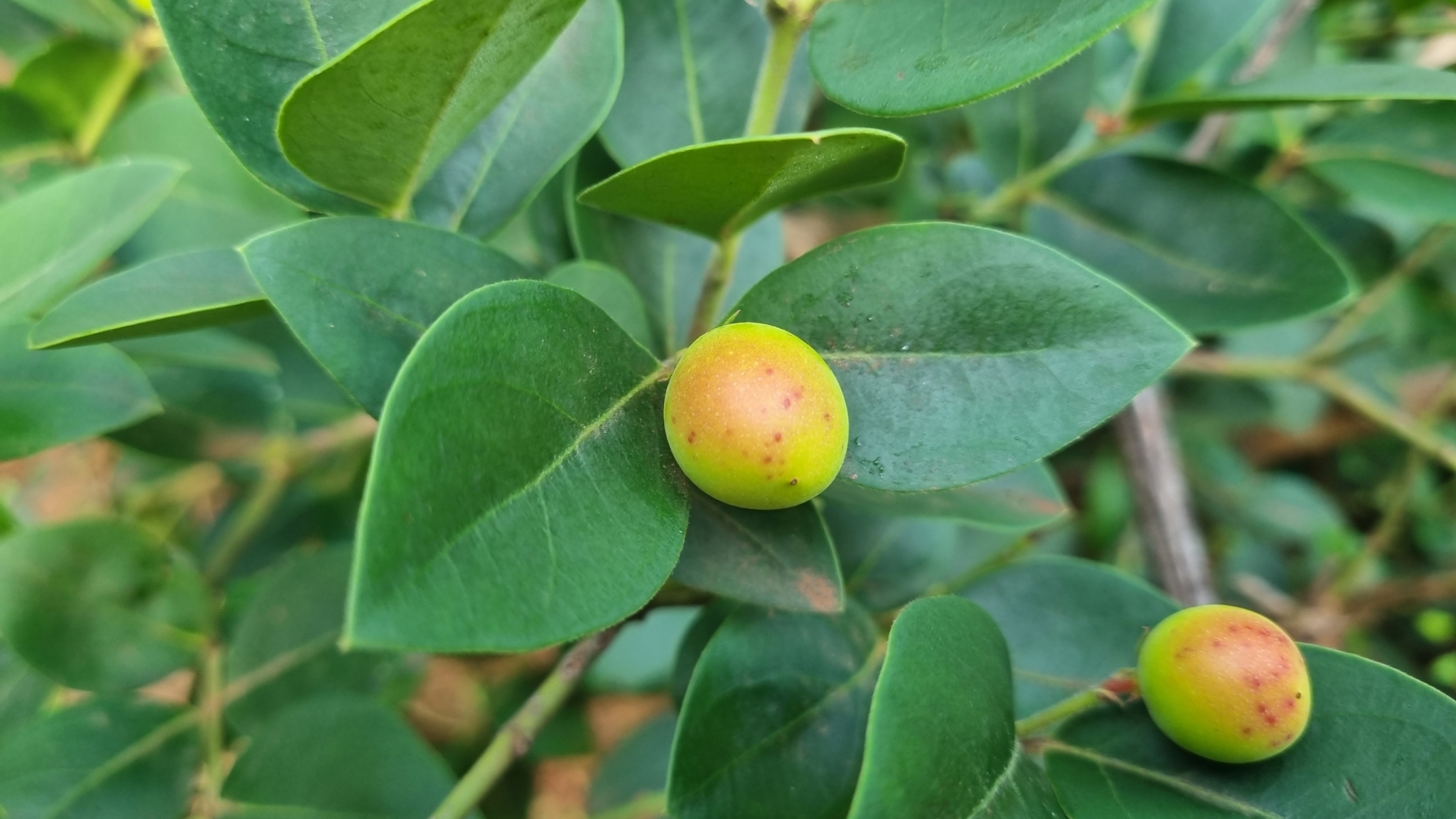 Imagem de Natal-plum