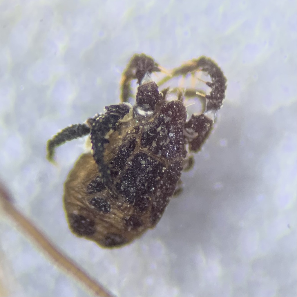 Caeculus echinipes