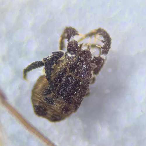Caeculus echinipes