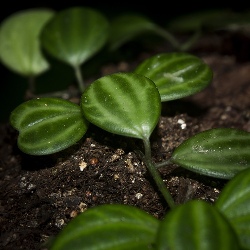 Peperomia quadrangularis, photograph 3