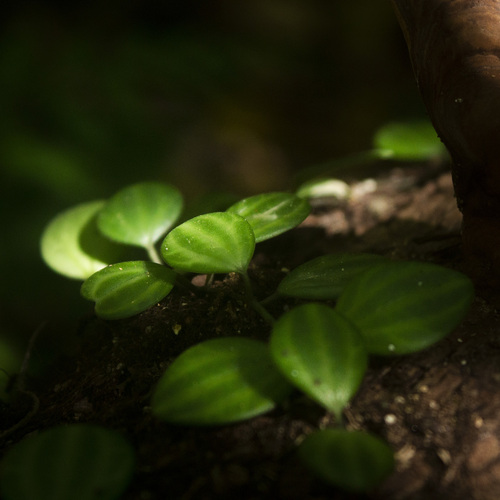 Peperomia quadrangularis, photograph 1