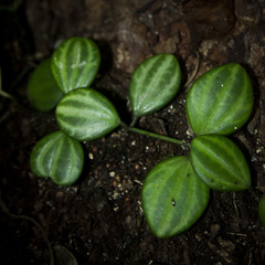 Elkin Meriño Florez, CC BY, iNaturalist via GBIF Peperomia quadrangularis, photograph Elkin Meriño Florez, CC BY, iNaturalist via GBIF