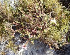 Agathosma lanceolata