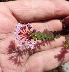 Agathosma lanceolata