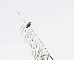 Talaphorus chlorocercus